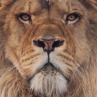 ROAR ☢️ U3 $200 (@roaringu3) 's Twitter Profile