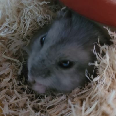 nufuchi's profile picture. 動物とか植物とかゲームとかやる