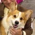 The Smiling Corgis (@SmilingCorgi) Twitter profile photo