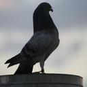 richard  ney august - @palomoney - Twitter