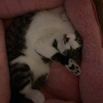 しょちゃんぽa.k.a短髪ク○ガキ