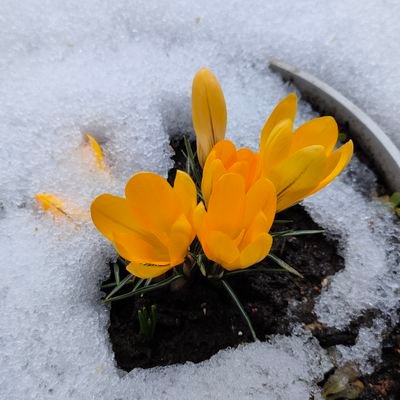 岩手の県南に住んでます。趣味は散歩で盛岡の街を歩くのが好きです。