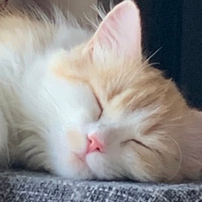 sakisakupapa's profile picture. 