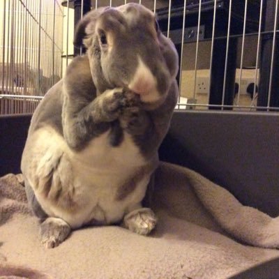 Two very spoilt house rabbits owned by a tea swilling, cake eating contented old biddy. @BenandBobbin@fluffy.family will take you to our other place.