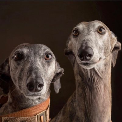 GalgoPodencoPlatform an alliance between partners who represent the interests of galgos and podencos in every way