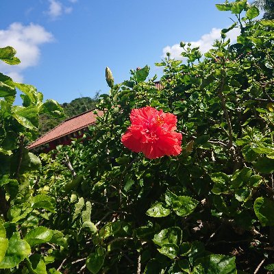 🌺沖縄🌺
🐱ねこ🐱
が好き✨
2025年も、沖縄本島🏝八重山に旅に行けますように✈️
行った事のない離島にも上陸するぞ♬
渡嘉敷島・阿嘉島・西表島・鳩間島、与那国島 初上陸できた!次は波照間島に行ってみたい🙌
美味しい物食べれたり、楽しい事がたくさんありますように😊
故郷は岩手⛰️