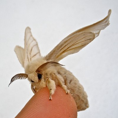 Huilless's profile picture. 