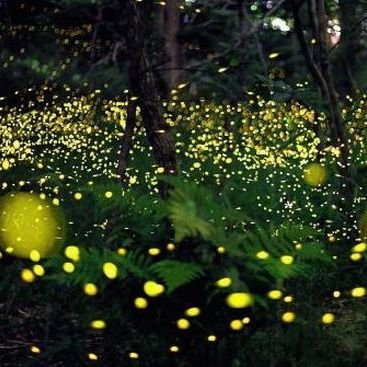 pyzza4lyf's profile picture. 