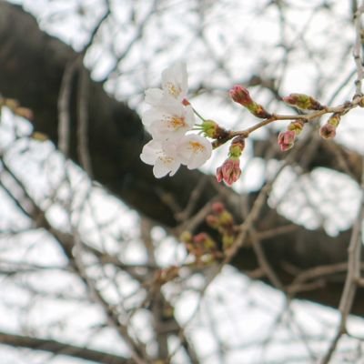 si_ma_zu's profile picture. 今年も何卒、、2025