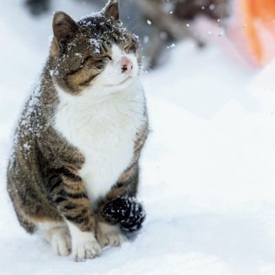 uBiEWxbiLwrih1b's profile picture. 40歳から子供達と空手始めました。上手く動いてくれない身体と格闘中。