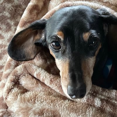 My nickname means: Bonzai-WW2 term for an attack. Bomber-WW2 US airborn tactics. Therefore, I am an airborn attack Dachshund!