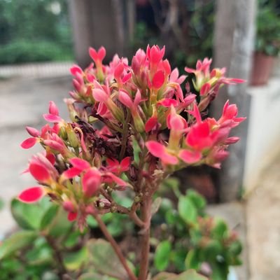 QuangThcT1's profile picture. Meomeo