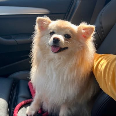 I'm a little twinkie pom… maybe a throwback Pomeranian.  AKA chomp chomp, dinky, dink donk, lil monster, friend and licker of all.