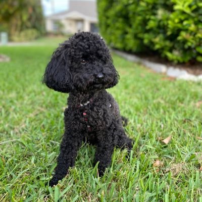 Barb97094109's profile picture. Life-long Democrat. Animal lover. ABSOLUTELY NO DM’s