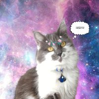 Lord Pompom (@lordpompomnft) 's Twitter Profile