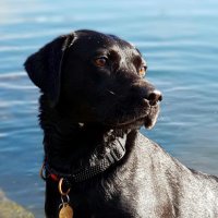Polly (@thedubhdog) 's Twitter Profile Photo Polly (@thedubhdog) 's Twitter Profile Photo