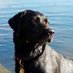 Polly (@thedubhdog) Twitter profile photo Polly (@thedubhdog) Twitter profile photo