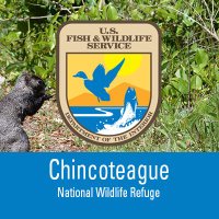 Chincoteague NWR(@ChincoteagueNWR) 's Twitter Profileg