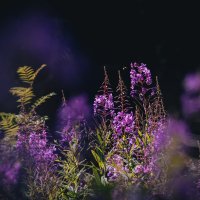 Ilkka Hanski Nature Network (@hanskinaturenet) 's Twitter Profile Photo Ilkka Hanski Nature Network (@hanskinaturenet) 's Twitter Profile Photo