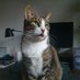 Maus & Willy (@mauswillycats) Twitter profile photo Maus & Willy (@mauswillycats) Twitter profile photo