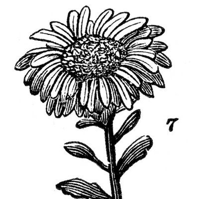 NewsFromErehwon's profile picture. Adult human female. Plant based. Staring through the Overton window with a puzzled expression