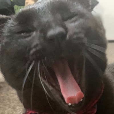 くろねこさんのプロフィール画像