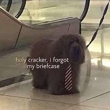 cursed1mage5's profile picture. i create stuff using code :o