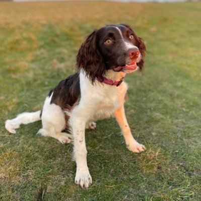 Young Springer Spaniel and trainee Lowland Rescue search dog. Little sister to @searchdogmillie 🐾