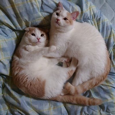 2525manbow's profile picture. 名古屋に生息して、ZX-14Rの2020年型に乗ってます（７代目）。2022年12月に大型二輪免許を取り、2023年1月～2025年8月まで黒のZX-14Rでしたが、2025年9月から白のZX-14Rになりました。ネコちゃんは２代目です。