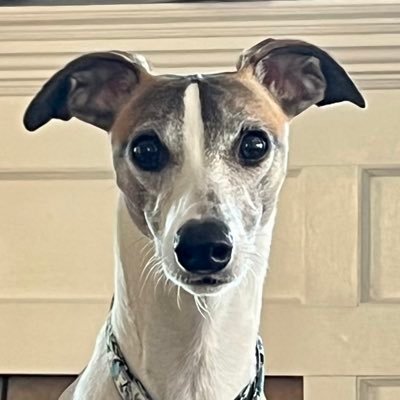 CoraTheWhippet Profile Picture