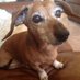 WeinerDogLover (@mlmiller1) Twitter profile photo