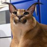 notExos's profile picture.