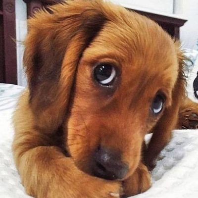 Welcome to all the #Dachshund lovers.😍

Follow us if you are a dachshund lover❤️