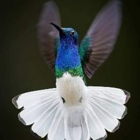 robert shaw (@robertkthie) 's Twitter Profile