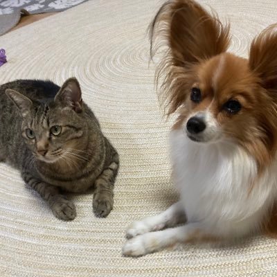 パピヨン♀8歳　🐶 キジトラ♂5歳😸 キジトラ♂１歳😽 毎日のバタバタ暮らしを呟きます。