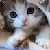 Hayvanların Dünyası (@dayofanimals) Twitter profile photo Hayvanların Dünyası (@dayofanimals) Twitter profile photo