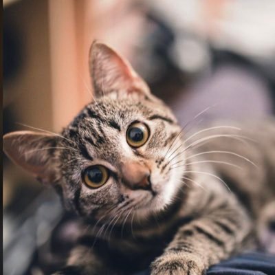 gainwithdamsel Profile Picture
