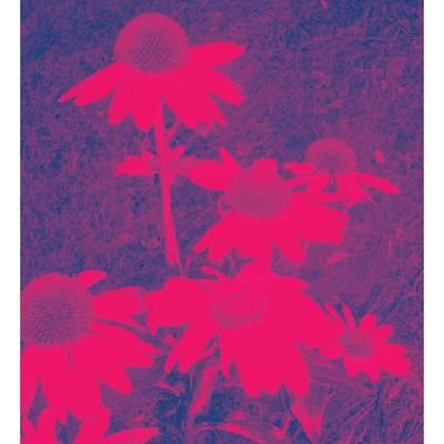 PsychodaisyR's profile picture. Indie label