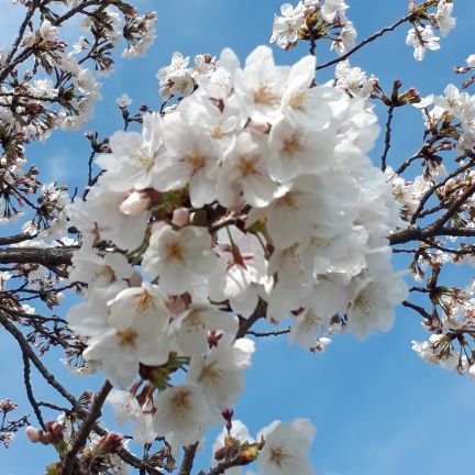 季節の花、自然の風景、猫、大好きです。
無言フォロー失礼致します。
よろしくお願いしますm(_ _)m