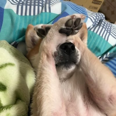 mochihighcam's profile picture. ホロのオタク ほぼミオかわいいbot（手動）クルマと日常リアル垢(NBロードスターとKSR) →@mochiuntan ヘッダーのかわいいイラストは @ 888hatimittu 様より