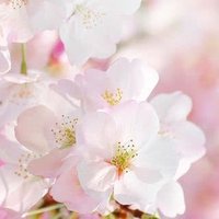 桜のもとにて (@sakura5525moon) 's Twitter Profile