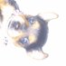 NiftD (@nifttd) Twitter profile photo NiftD (@nifttd) Twitter profile photo