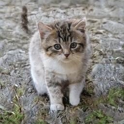 MitchellDiane10's profile picture. 