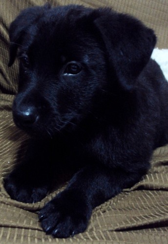 dudypimenta's profile picture. 