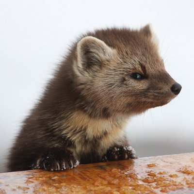 HourlyMarten Profile Picture