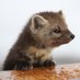 Hourly Marten (@HourlyMarten) Twitter profile photo