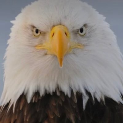 atriplegsueagle's profile picture. 