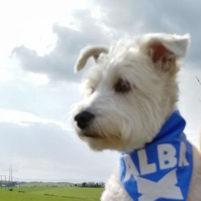 Scottish not British. Molly was my Jack Russell, sadly missed🐶Now owned by Indy the #indydug ❤️ RTs might not mean I agree with you 🏴󠁧󠁢󠁳󠁣󠁴󠁿 Independence