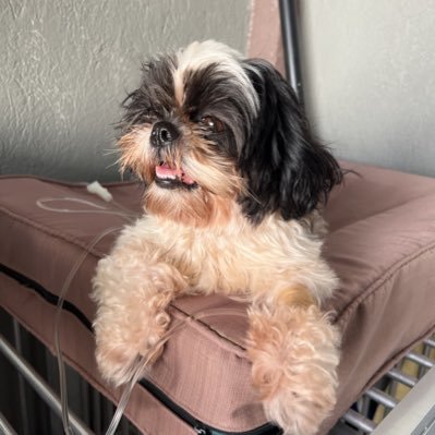 duuuuuuuhstine's profile picture. @raidencandle