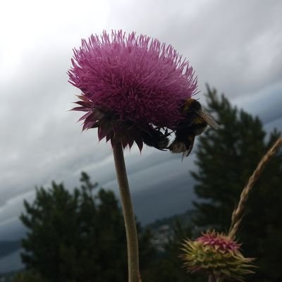 Malf_2989's profile picture. Technissian in Conservation of Biodiversity🍄🌿, current student of International Relations🌎, Fervent supporter of the sustainable development of society🫂